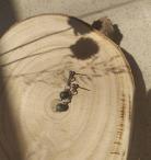 Náušnice Serafim (2/2)